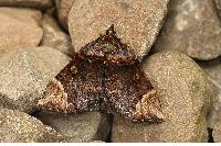 物種:Omphalomia hirta 攝影:吳士緯